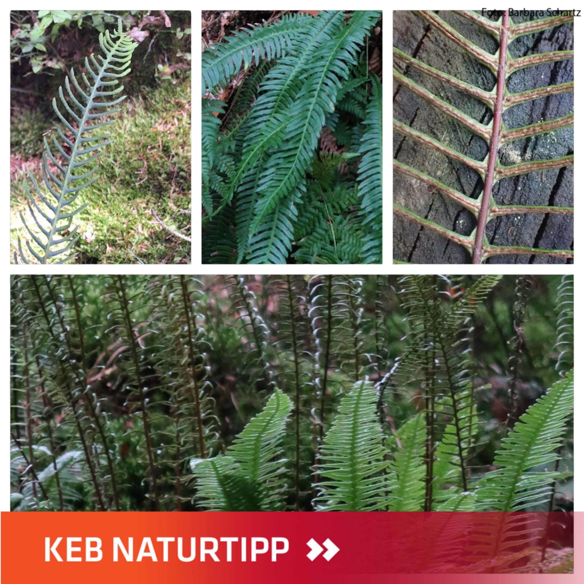 verschiedene Ansichten vom Rippenfarn mit KEB-Naturtipp-Layout