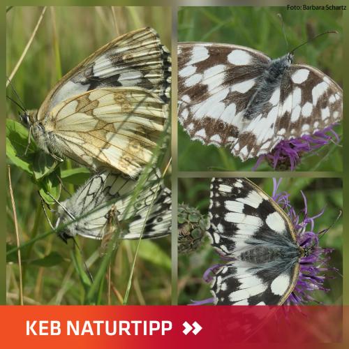Verschiedene Ansichten des schwarz-weißen Schmetterlings Schachbrettfalter