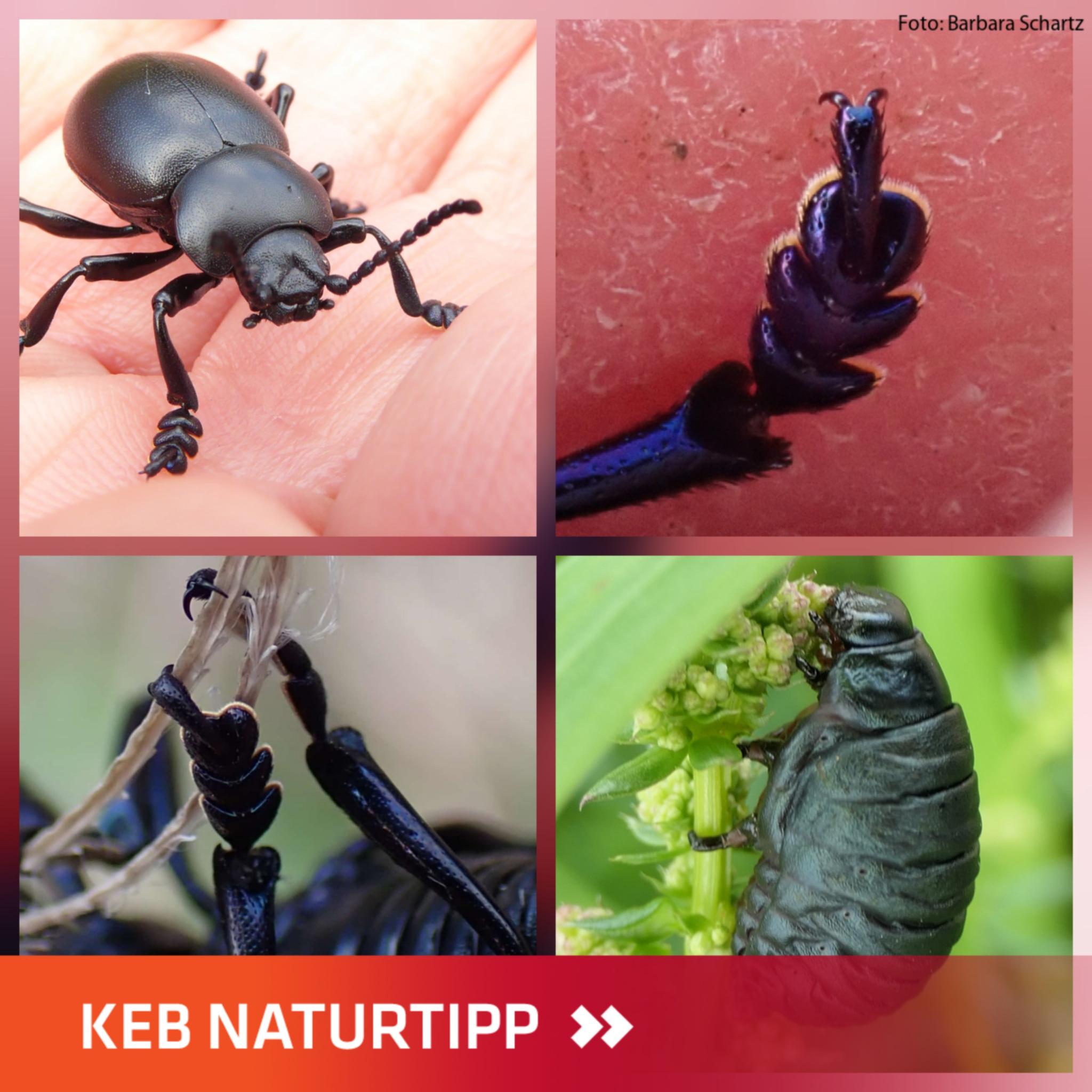 Ein Tatzenkäfer und verschiedene Details im Naturtipp-Design