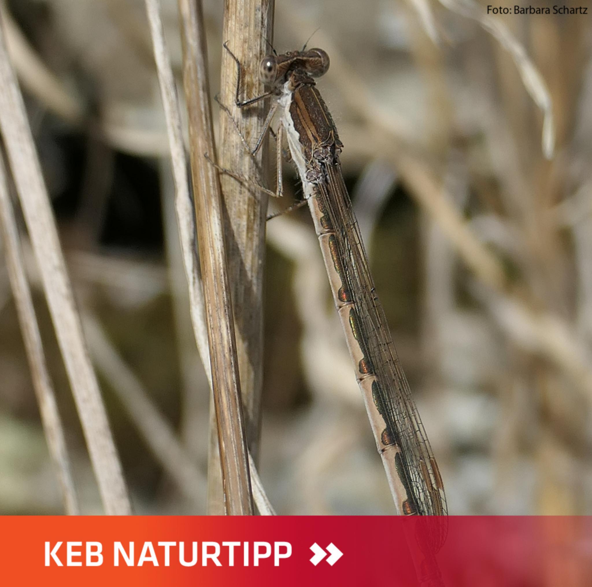 Naturtipp Winterlibelle mit Schriftzug KEB Naturtipp