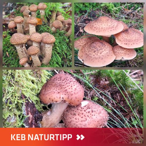 Hallimasch-Pilze im Layout des KEB-Naturtipps