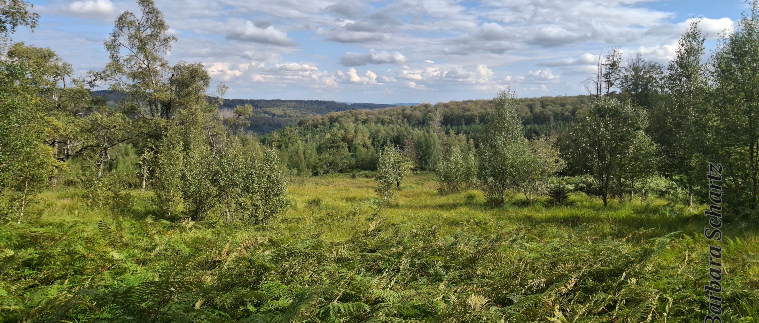 Landschaftsaufnahme mit weitem Blick über feuchte Waldwiese und Wald
