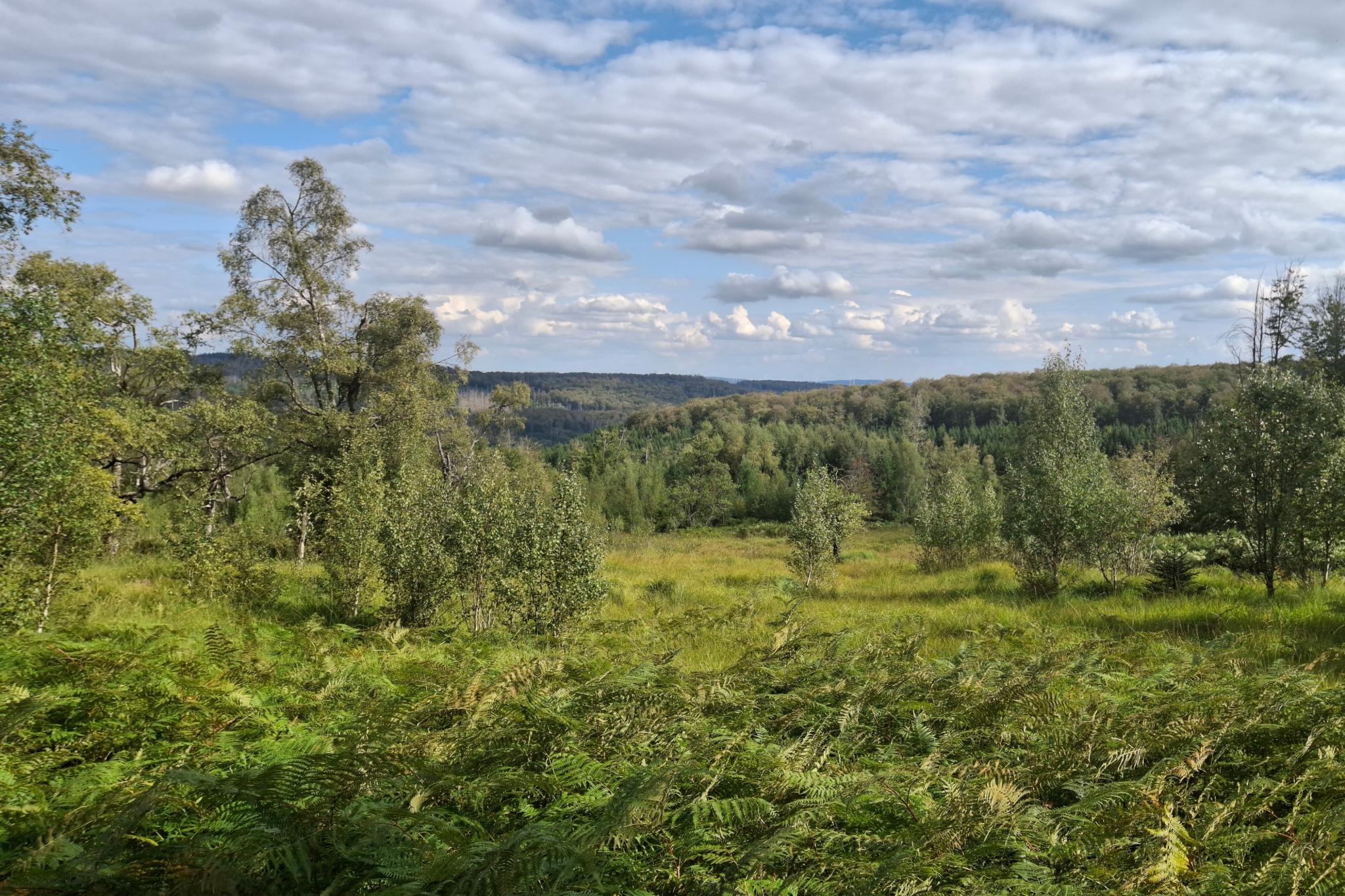 Landschaftsaufnahme mit weitem Blick über feuchte Waldwiese und Wald (c) Barbara Schartz Landschaftsaufnahme mit weitem Blick über feuchte Waldwiese und Wald