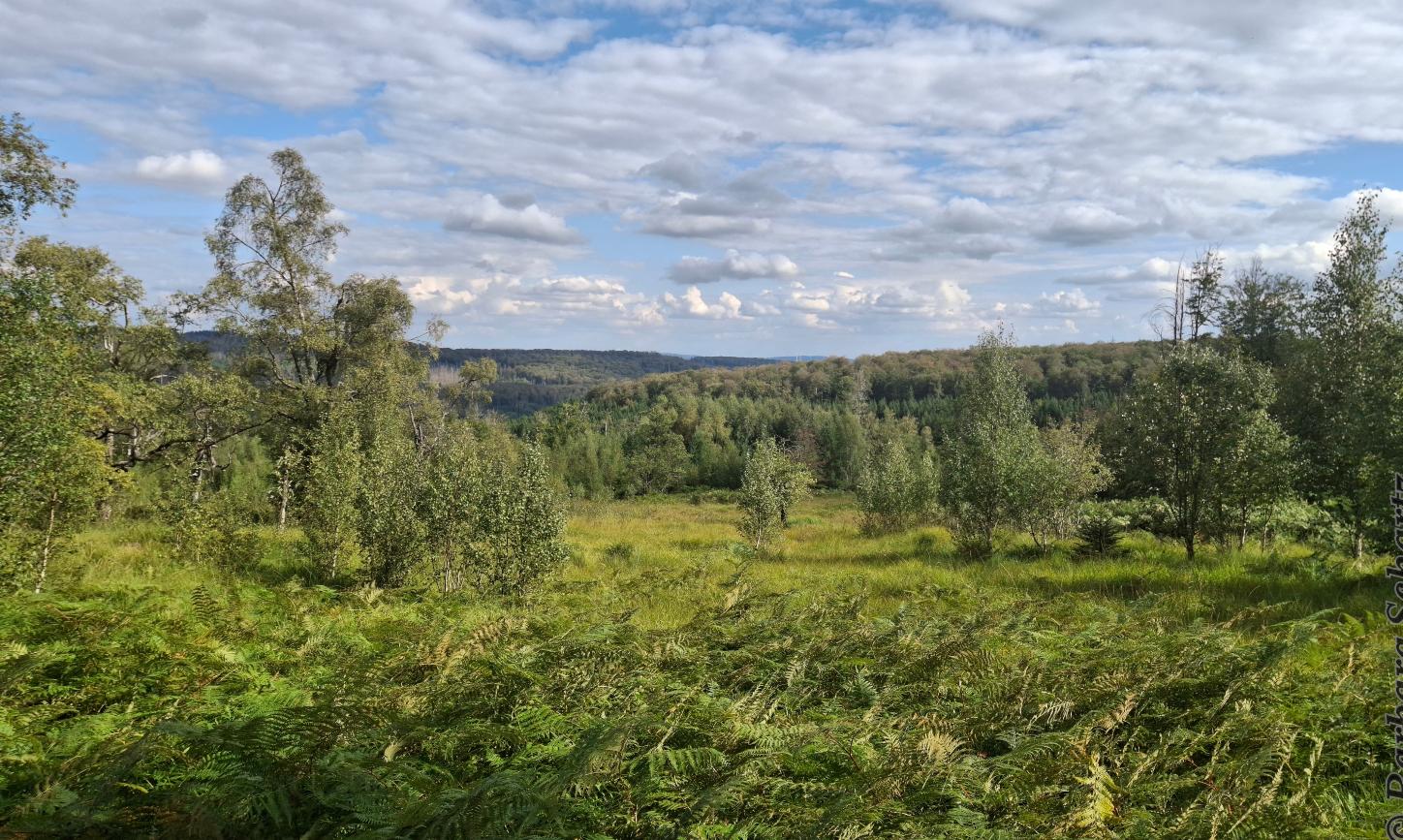 Landschaftsaufnahme mit weitem Blick über feuchte Waldwiese und Wald