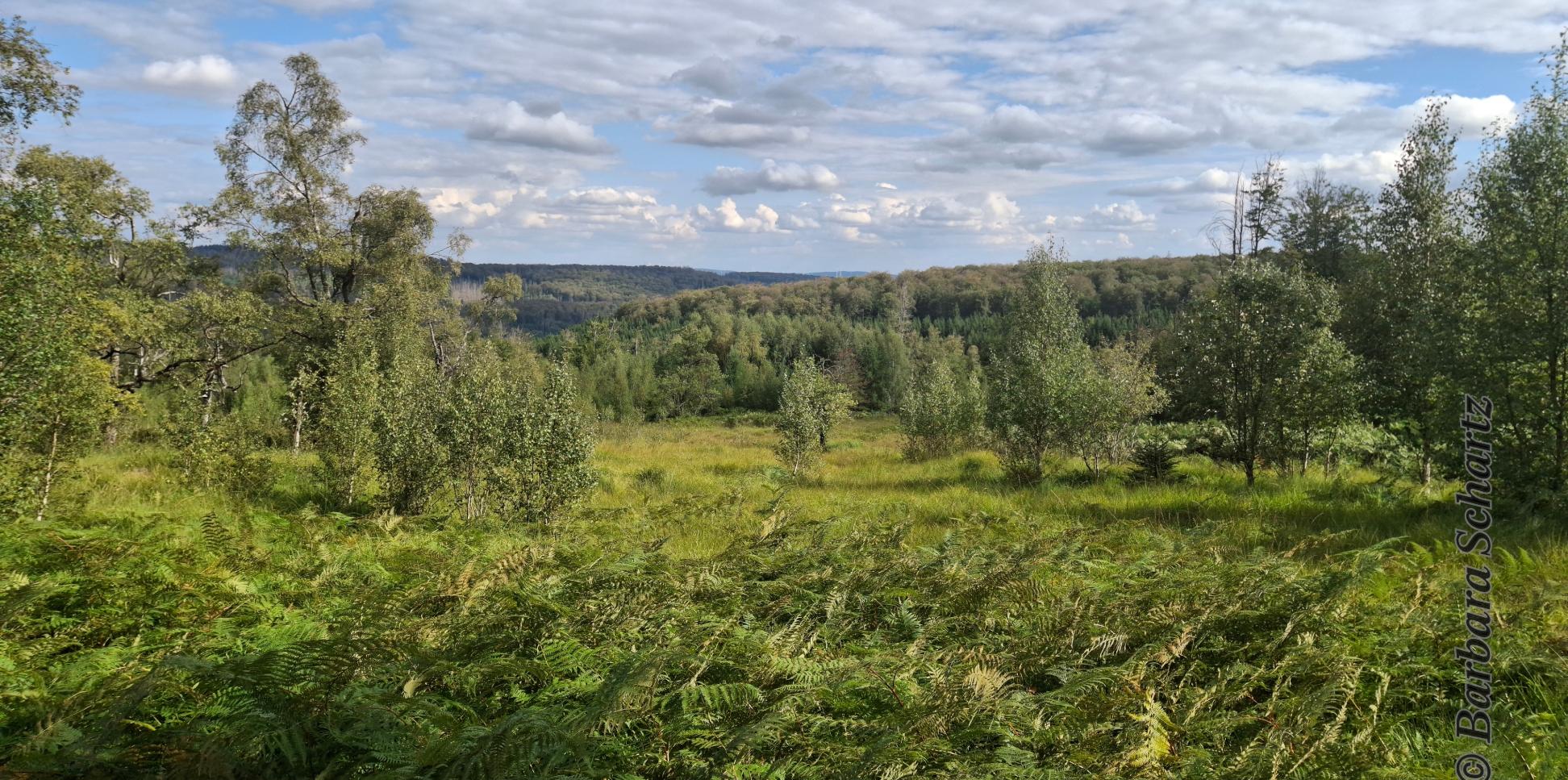 Landschaftsaufnahme mit weitem Blick über feuchte Waldwiese und Wald