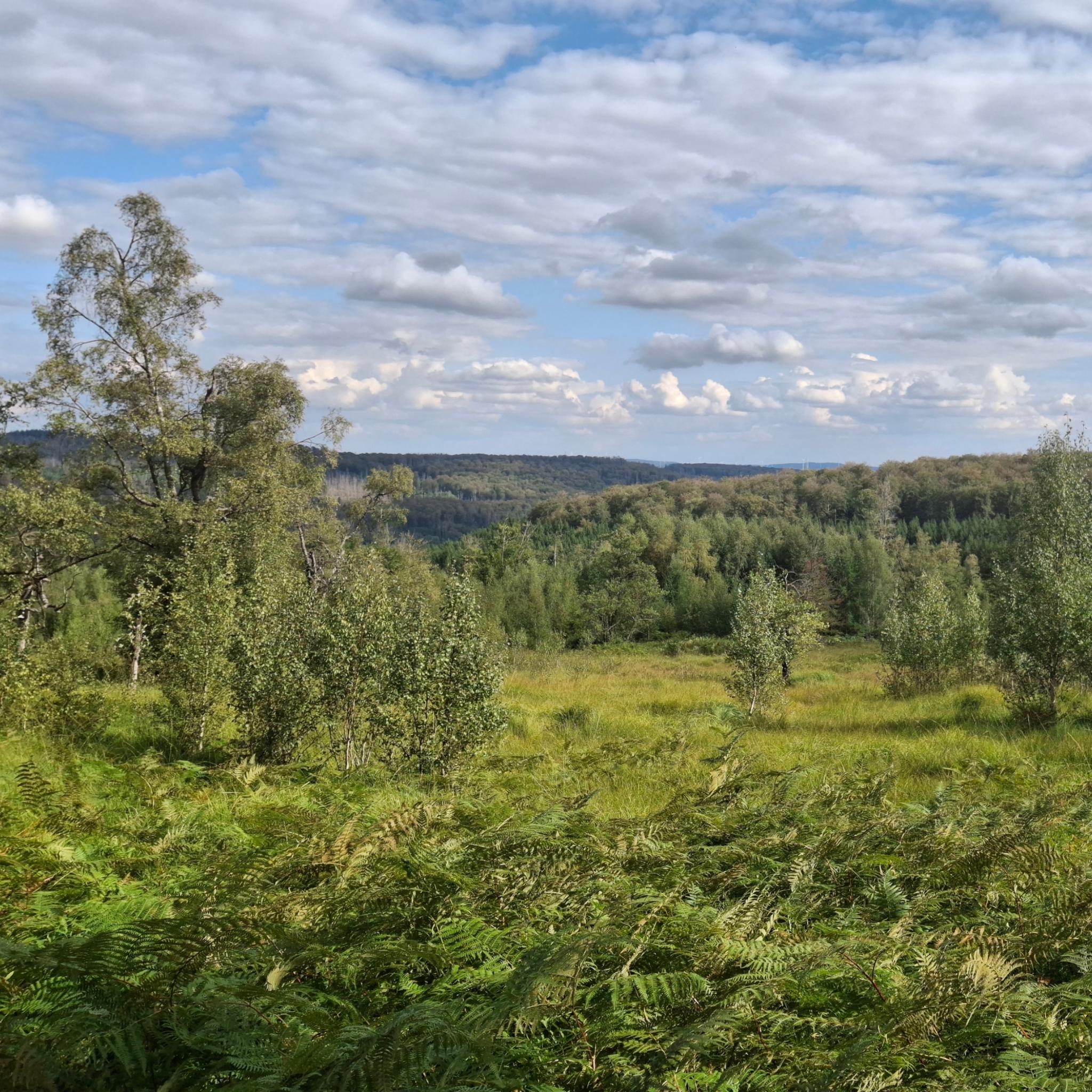 Landschaftsaufnahme mit weitem Blick über feuchte Waldwiese und Wald