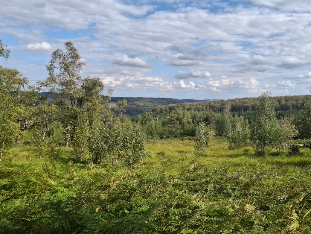 Landschaftsaufnahme mit weitem Blick über feuchte Waldwiese und Wald