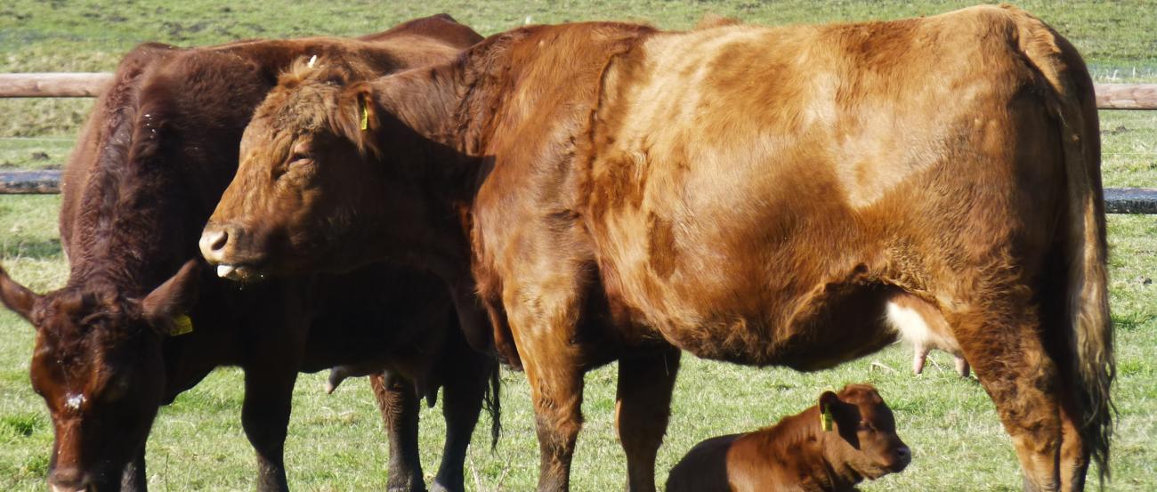 Weidekühe mit Kalb