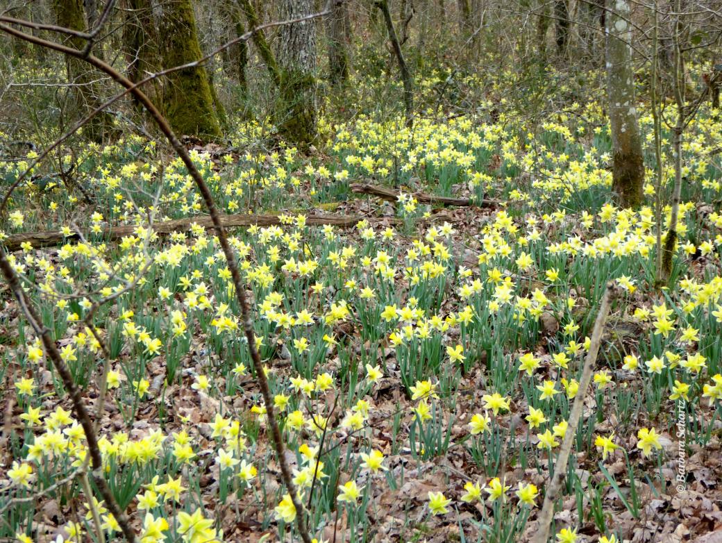 Narzissenmeer in lichtem Wald