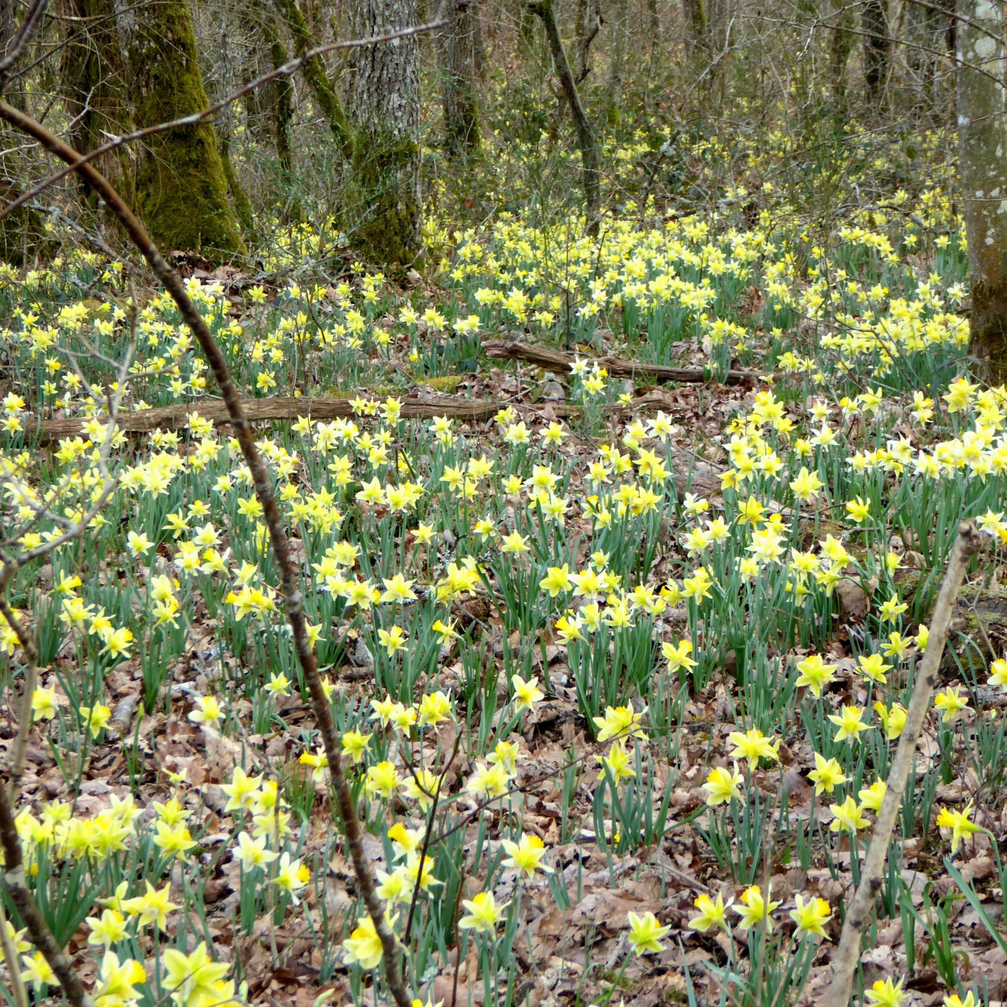 Narzissenmeer in lichtem Wald