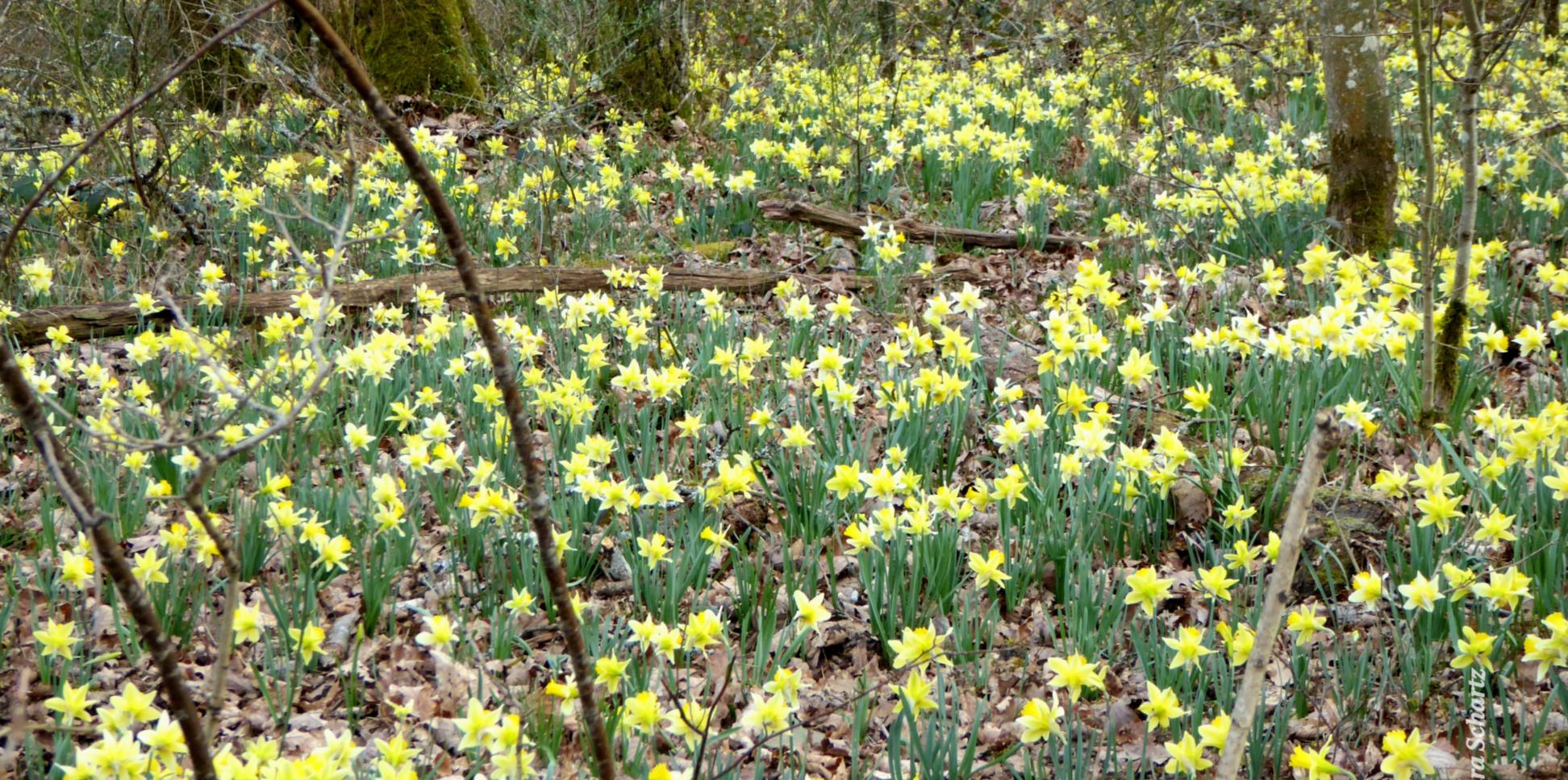 Narzissenmeer in lichtem Wald