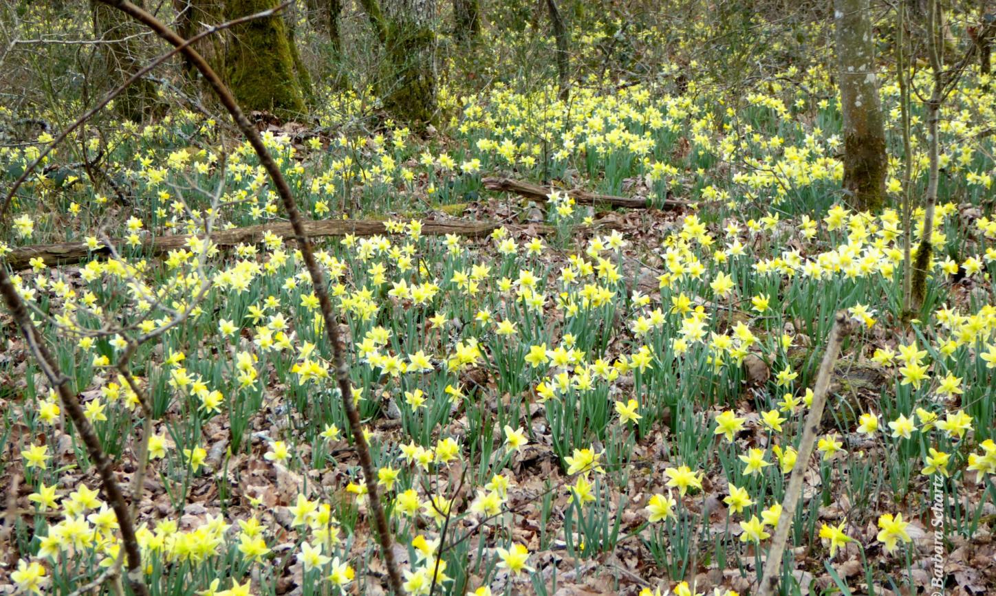 Narzissenmeer in lichtem Wald