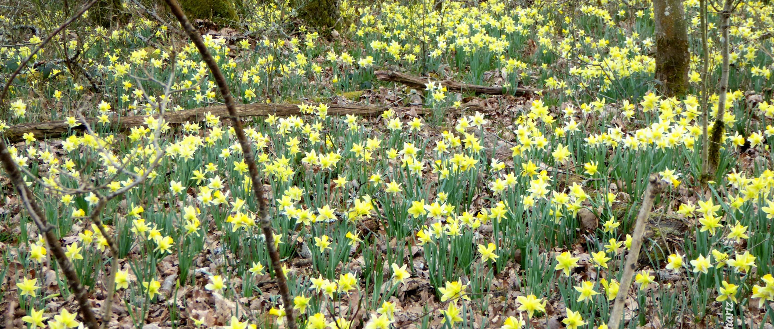 Narzissenmeer in lichtem Wald