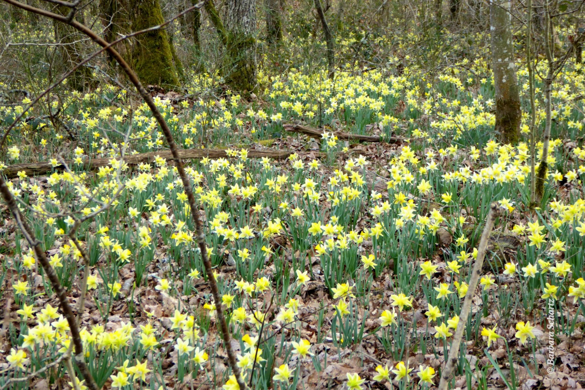 Narzissenmeer in lichtem Wald