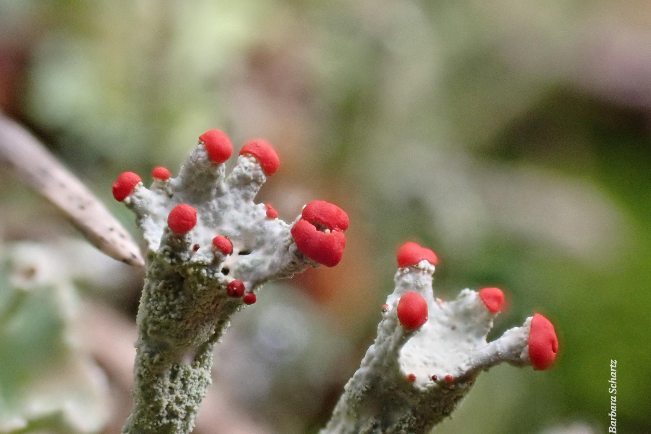 Es ist eine Scharlach-Flechte mit roten Fruchtkörpern zu sehen