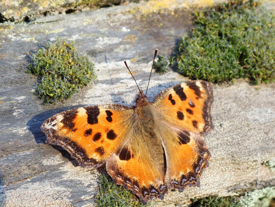 Großer Fuchs (Schmetterling) auf einer Mauer
