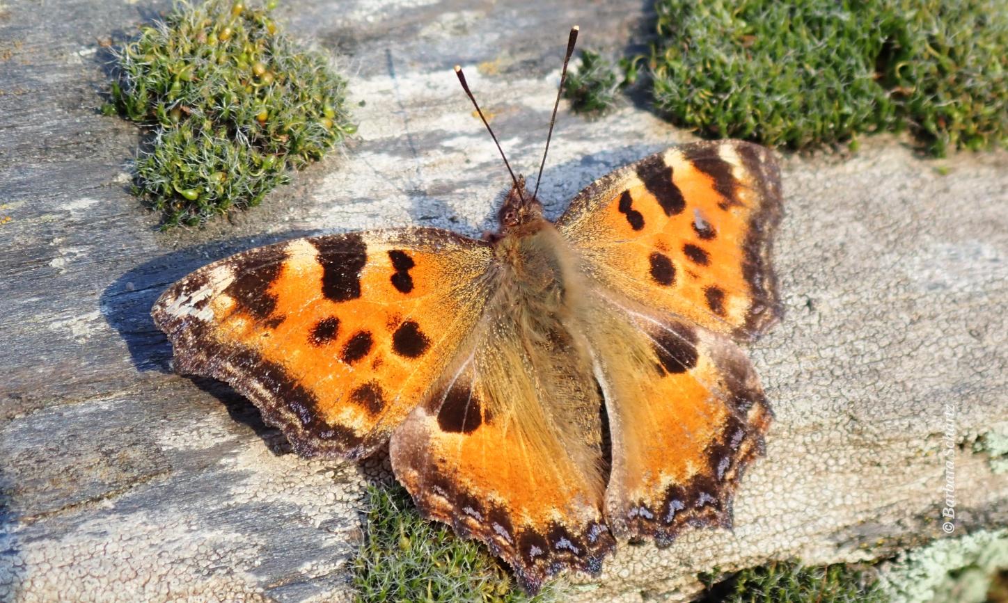 Großer Fuchs (Schmetterling) auf einer Mauer