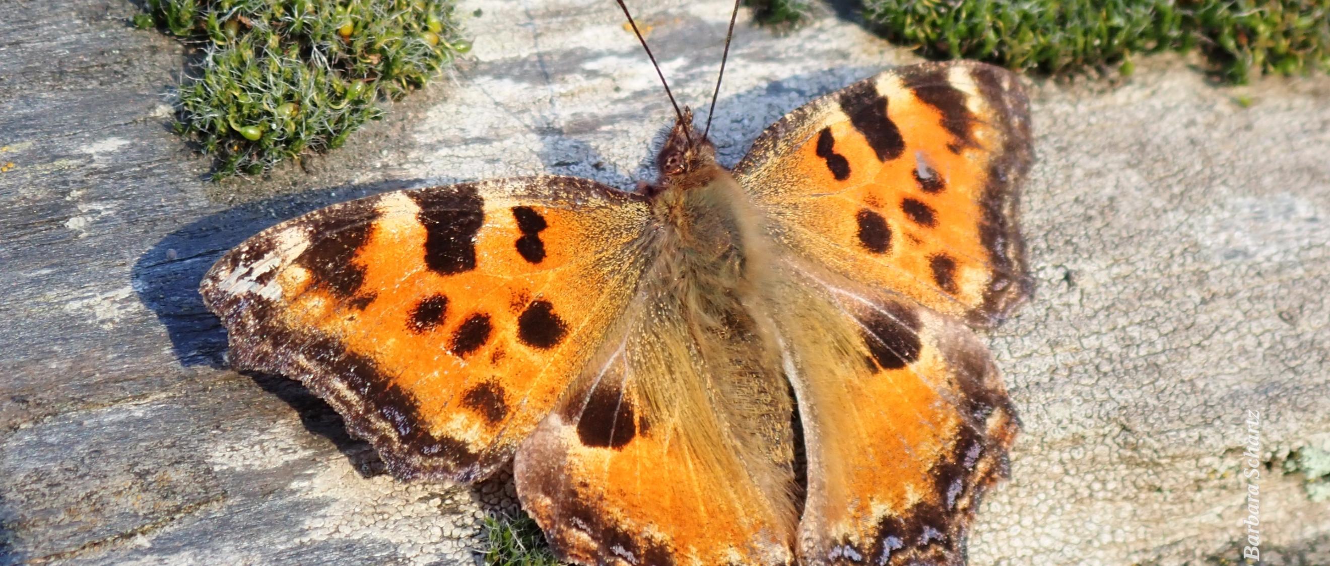 Großer Fuchs (Schmetterling) auf einer Mauer