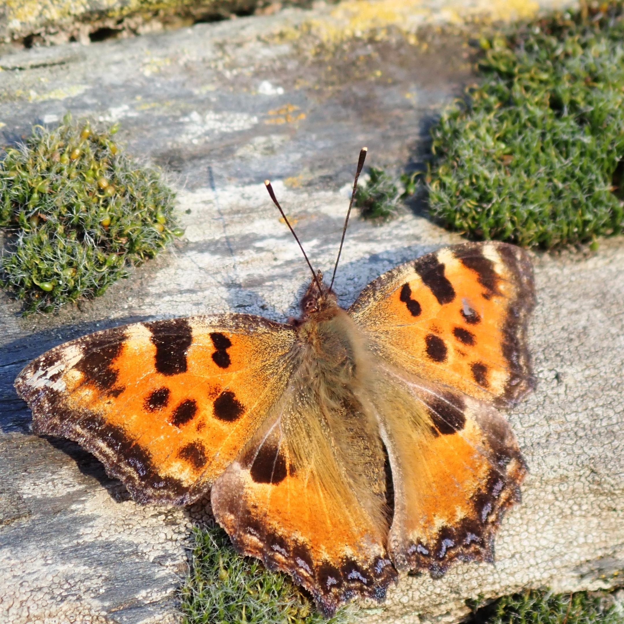 Großer Fuchs (Schmetterling) auf einer Mauer