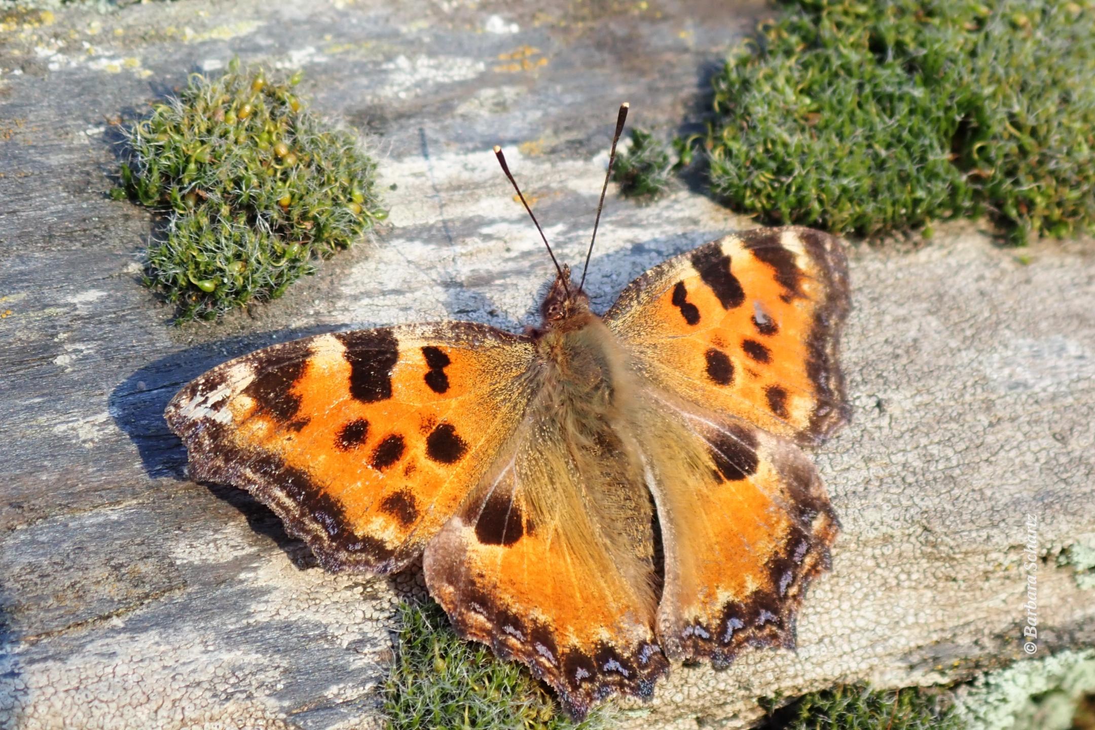 Großer Fuchs (Schmetterling) auf einer Mauer