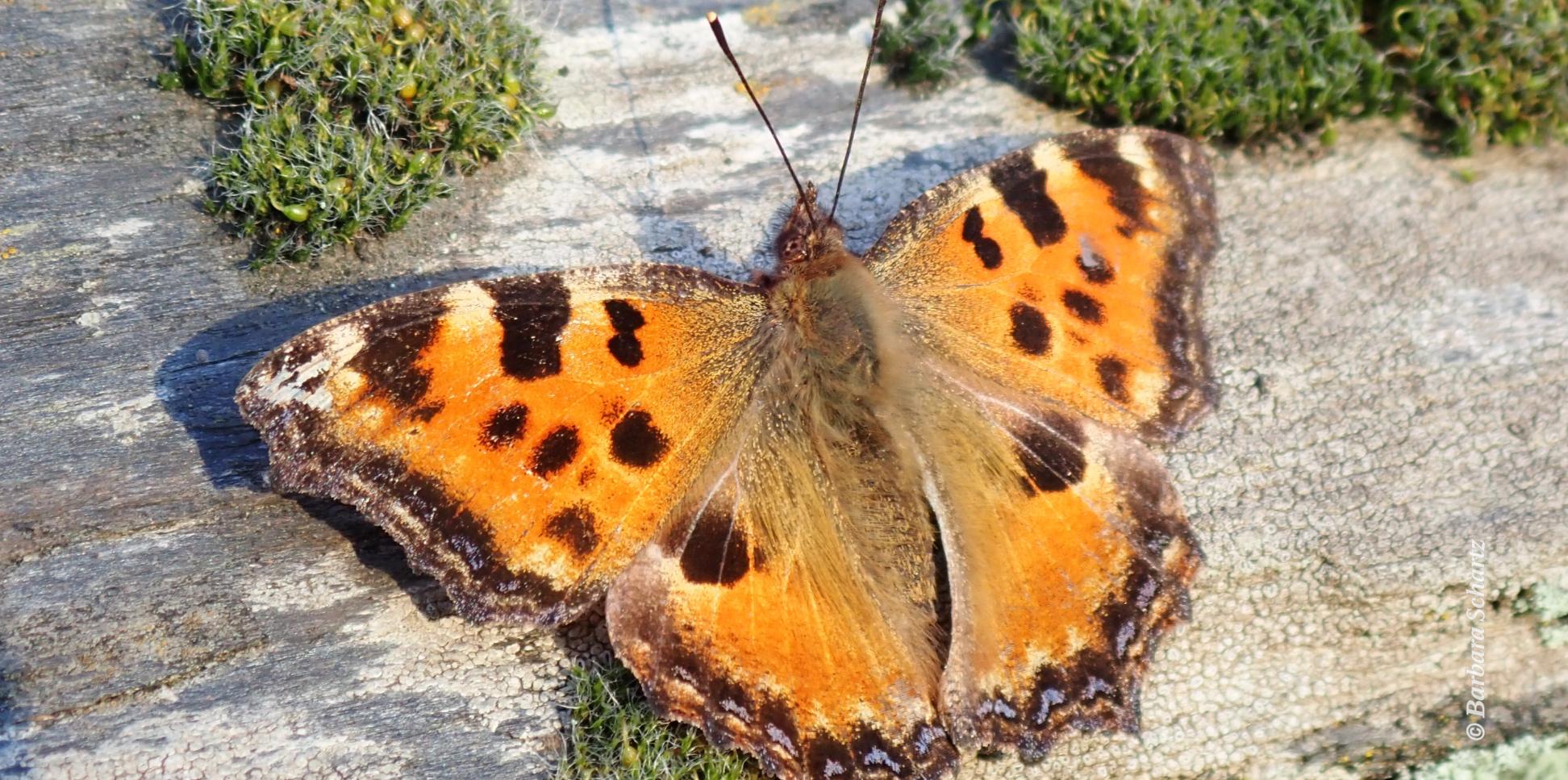 Großer Fuchs (Schmetterling) auf einer Mauer