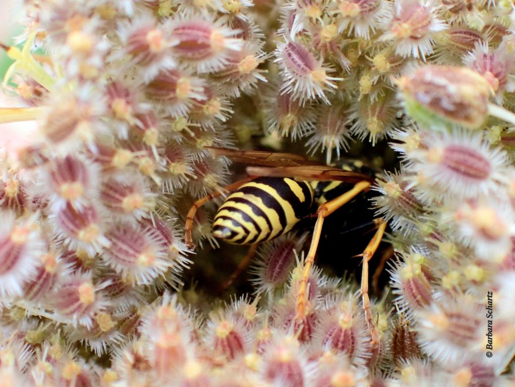 Feldwespe in Blüte von Wilder Möhren
