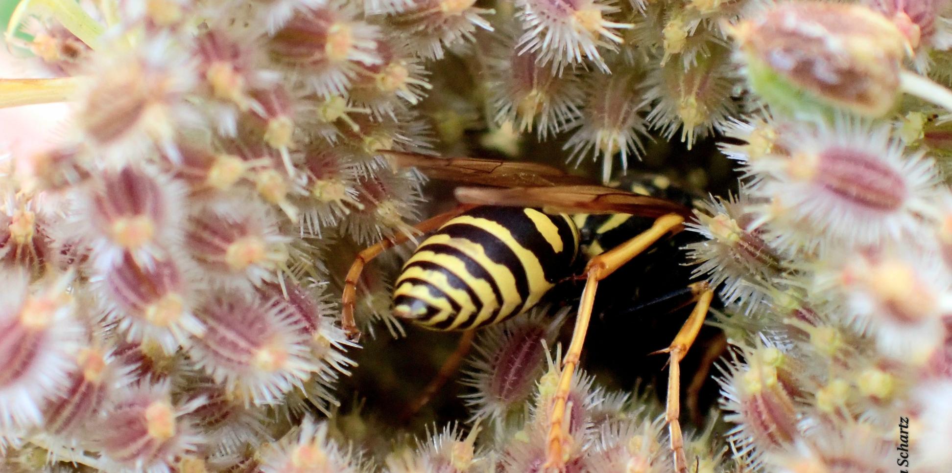 Feldwespe in Blüte von Wilder Möhren