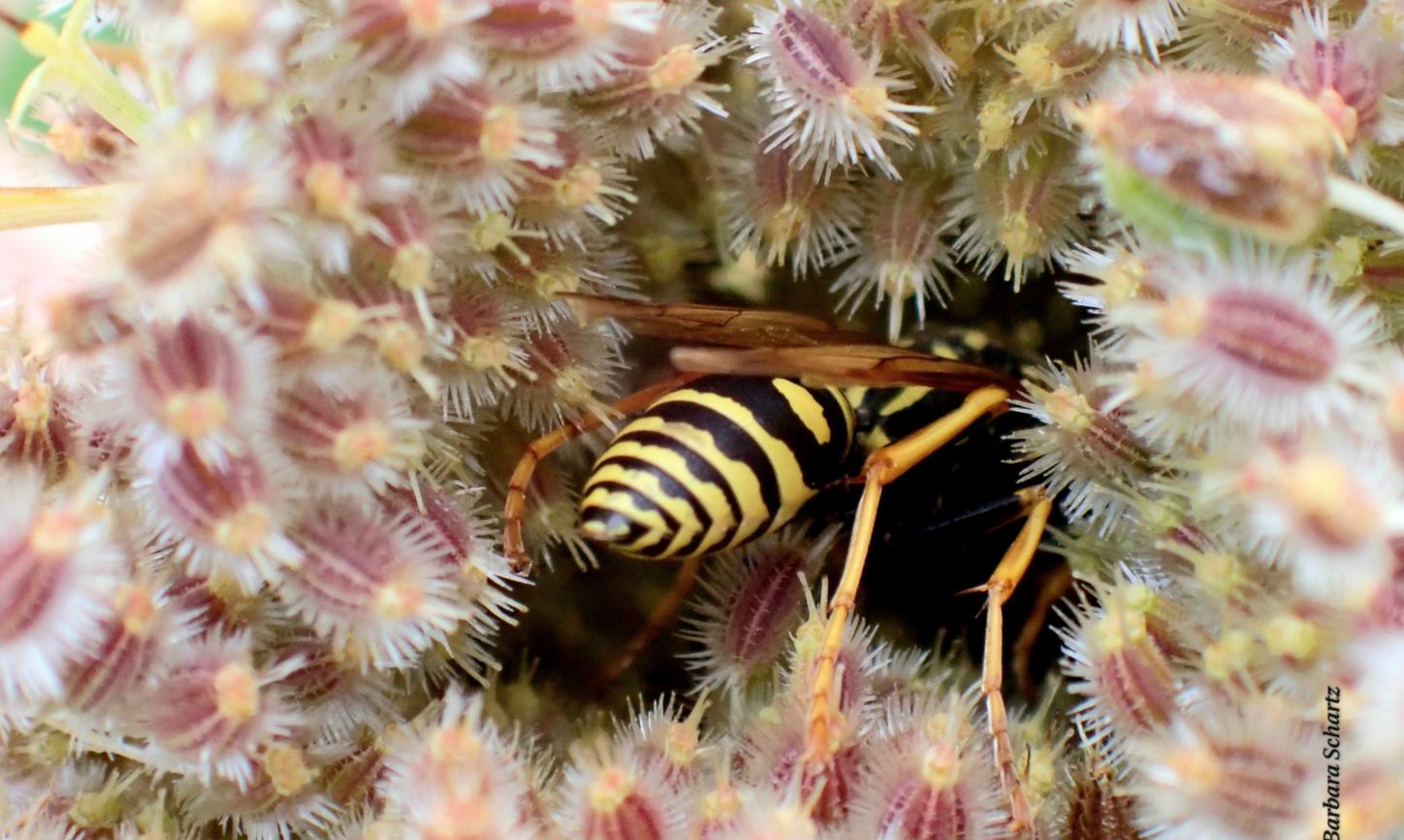 Feldwespe in Blüte von Wilder Möhren