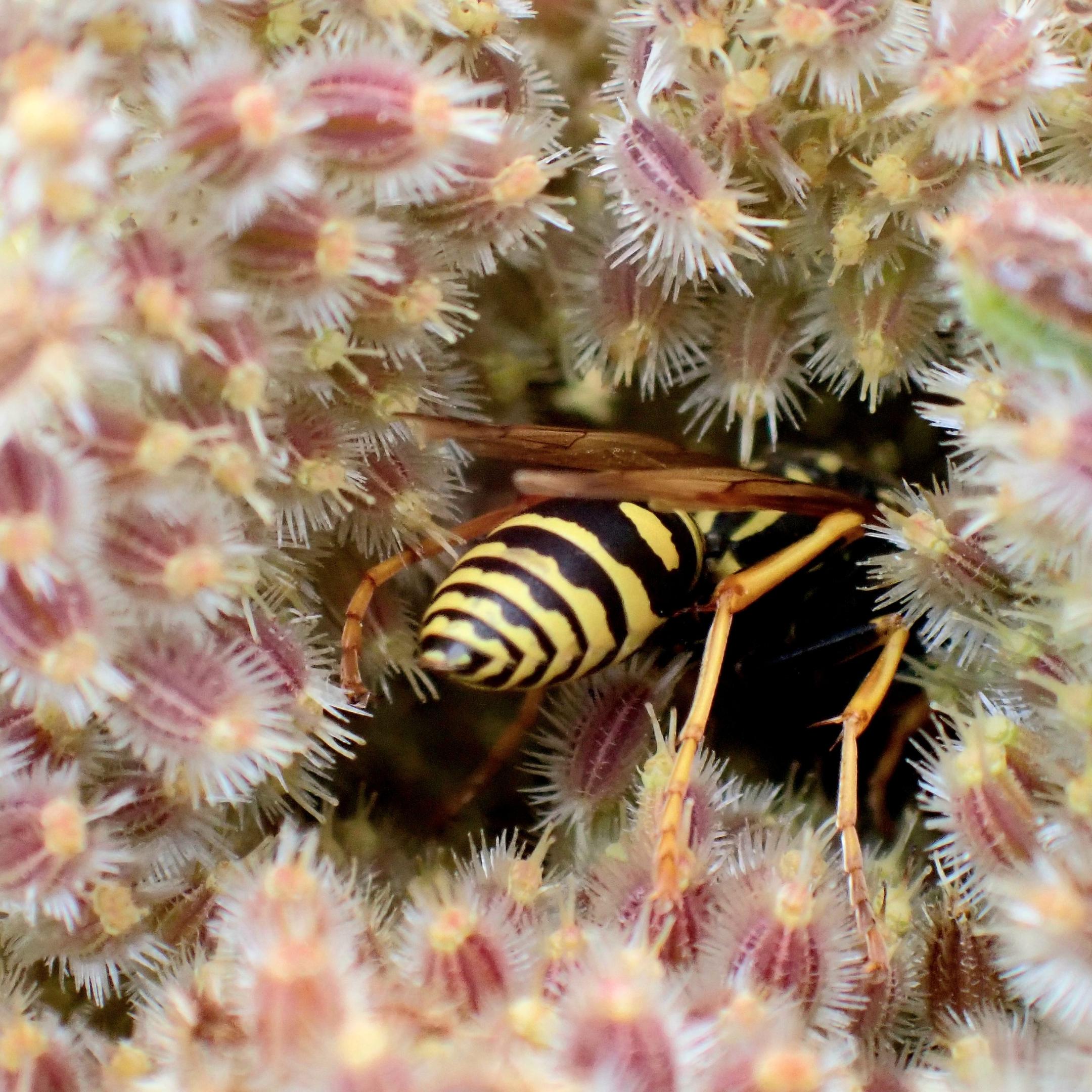Feldwespe in Blüte von Wilder Möhren