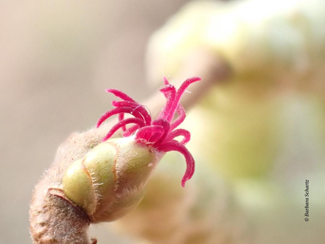 Weiblicher Blütenstand Hasel
