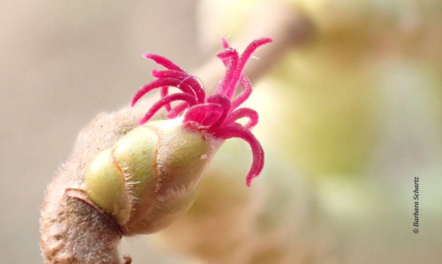 Weiblicher Blütenstand Hasel
