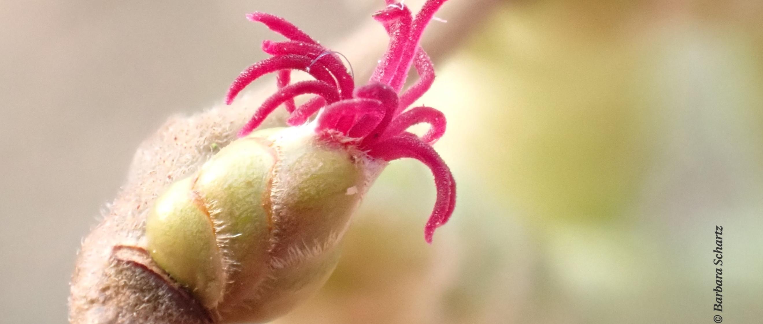 Weiblicher Blütenstand Hasel