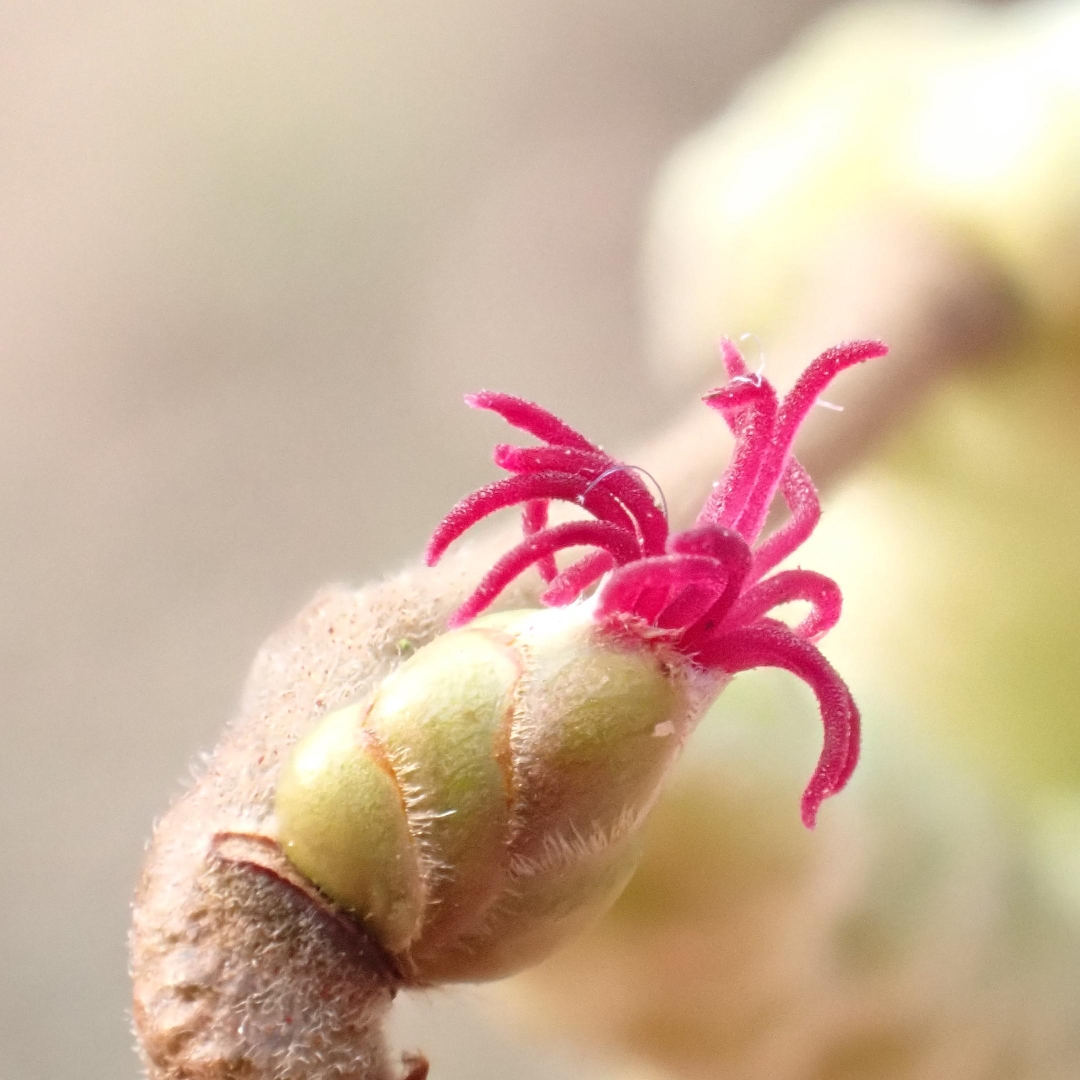 Weiblicher Blütenstand Hasel