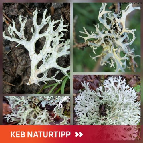 verschiedene Ansichten der Pflaumenflechte im Layout des KEB-Naturtipp