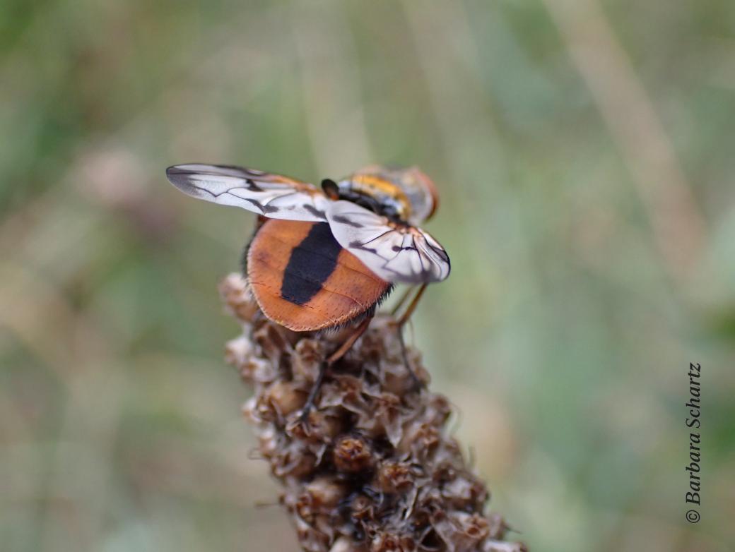 Raupenfliege
