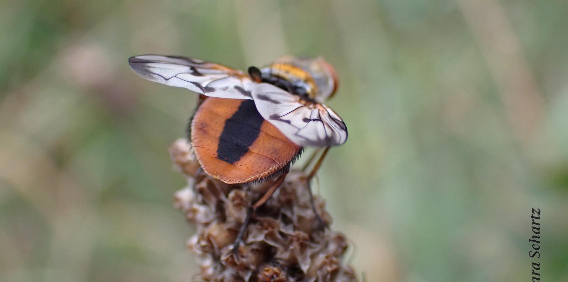 Raupenfliege