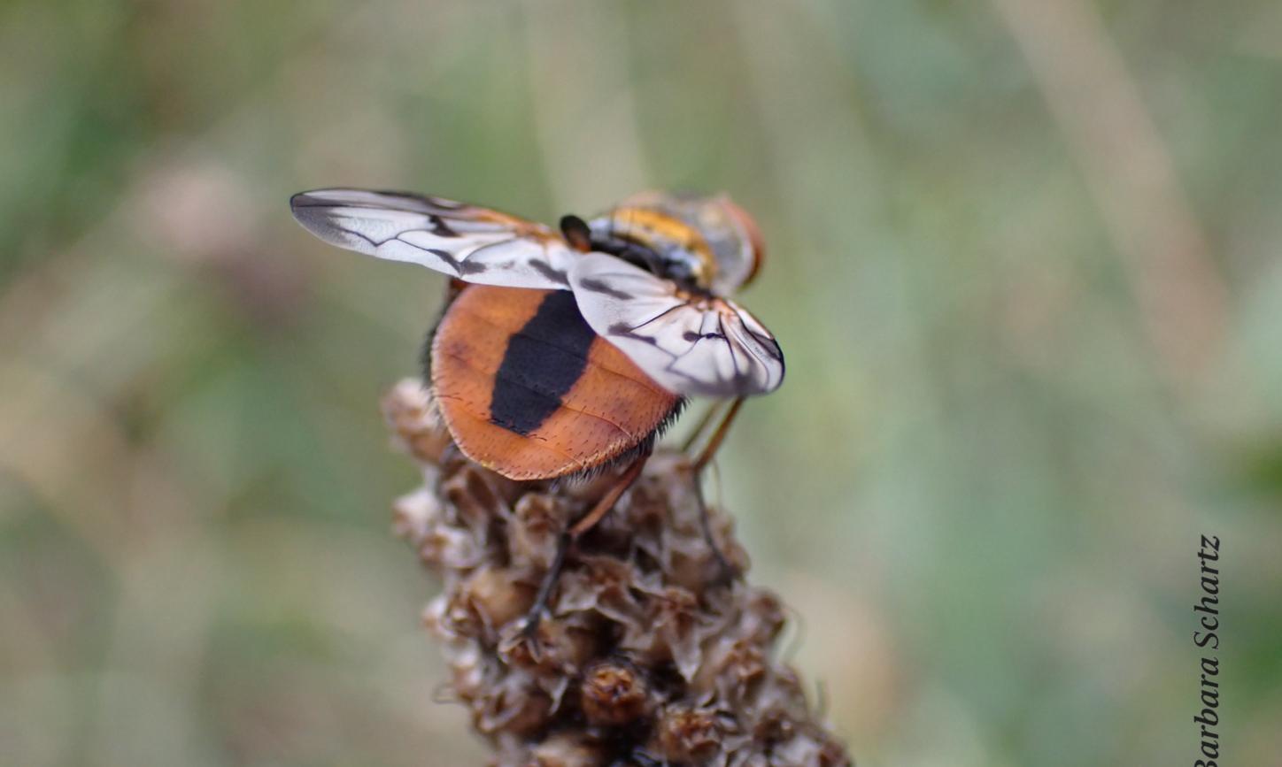 Raupenfliege