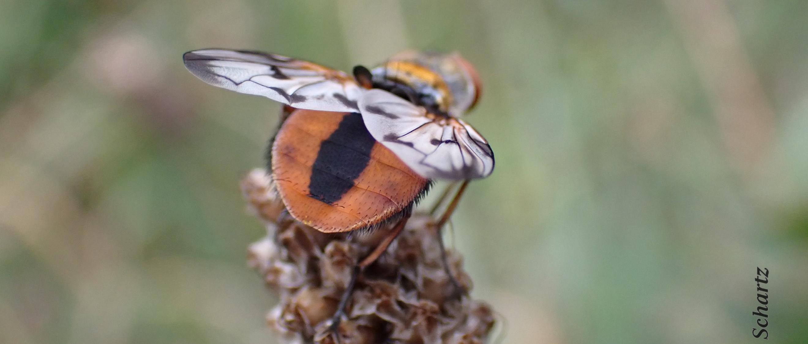 Raupenfliege