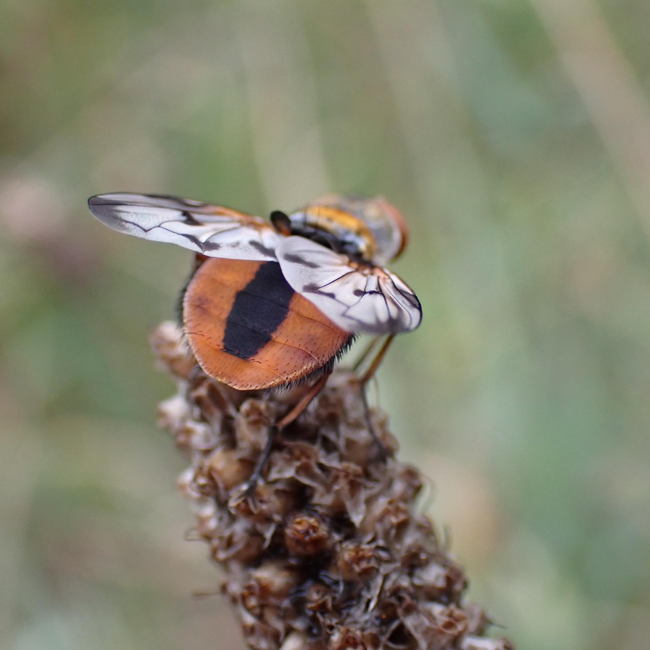 Raupenfliege