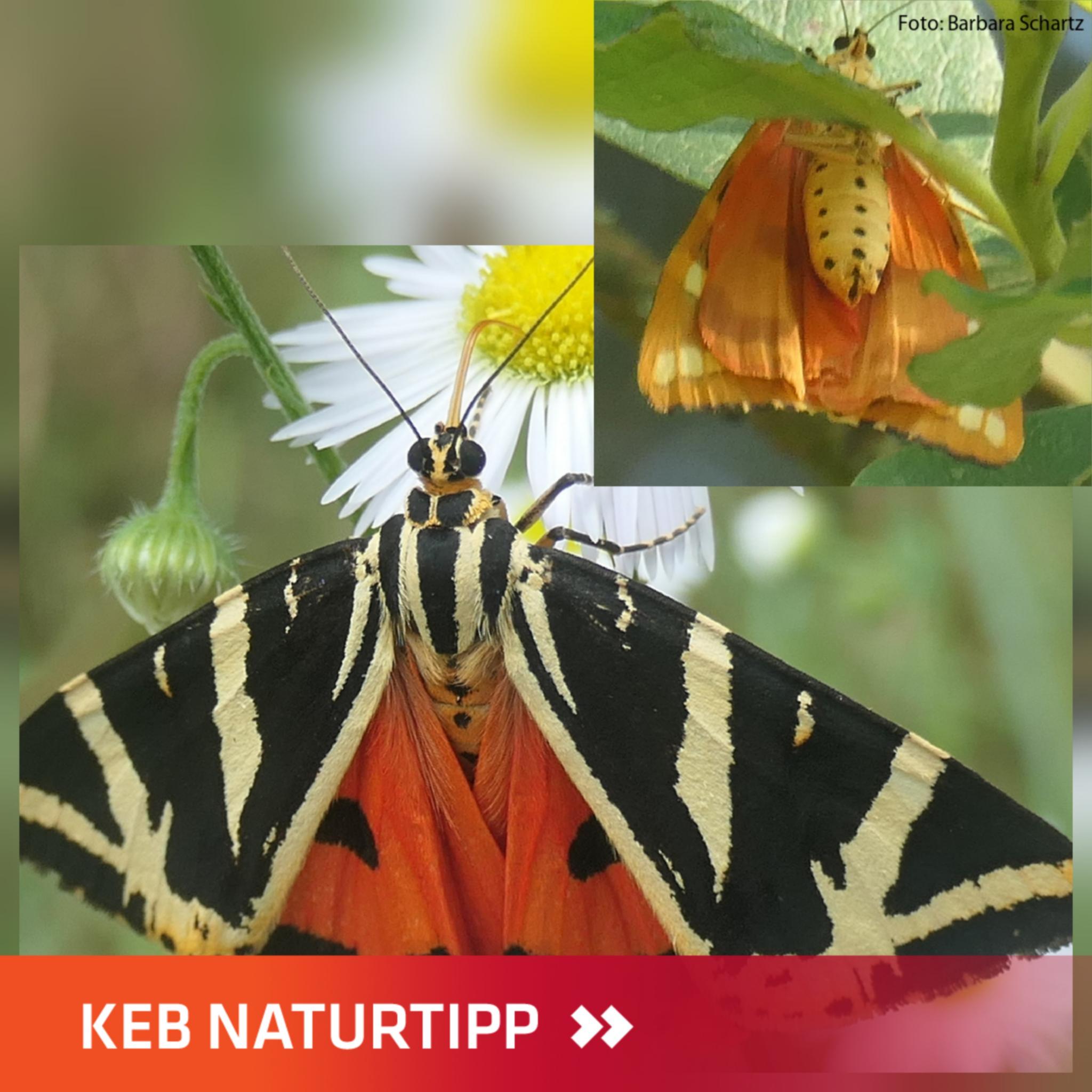 Der Schmetterling 'Russischer Bär' ist in zwei Ansichten zu sehen, von oben und von unten
