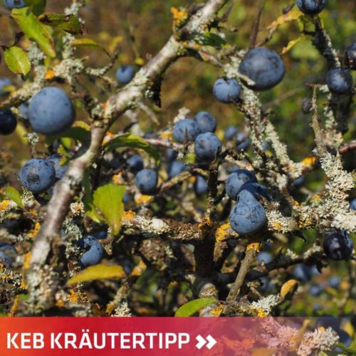 Schlehdornbeere Schlehen