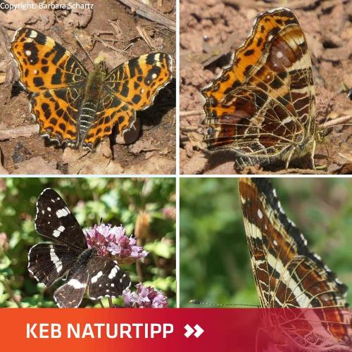 Schmetterling Landkärtchen Collage