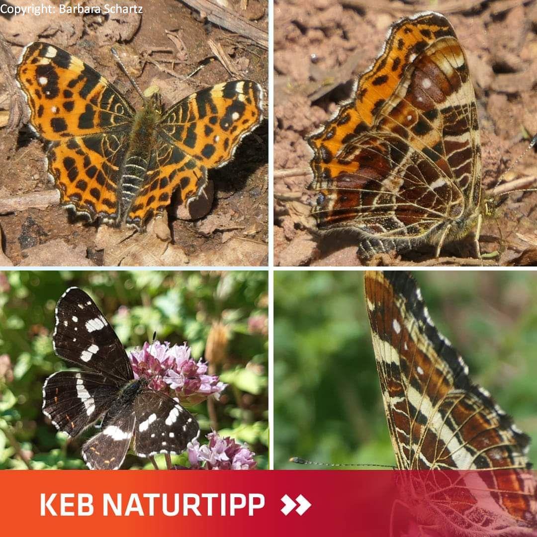 Schmetterling Landkärtchen Collage