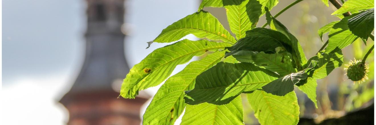 Klimaschutz rund um den Kirchturm - Die Veranstaltungsreihe geht auch in 2025 weiter!