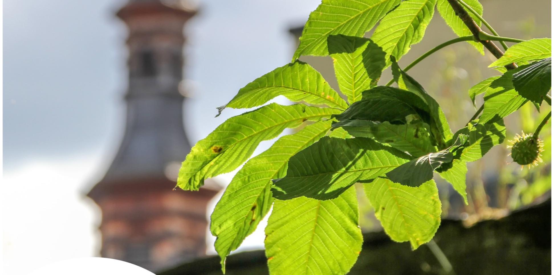 Plakat Online-Fortbildung für Engagierte in der Reihe Klimaschutz rund um den Kirchturm