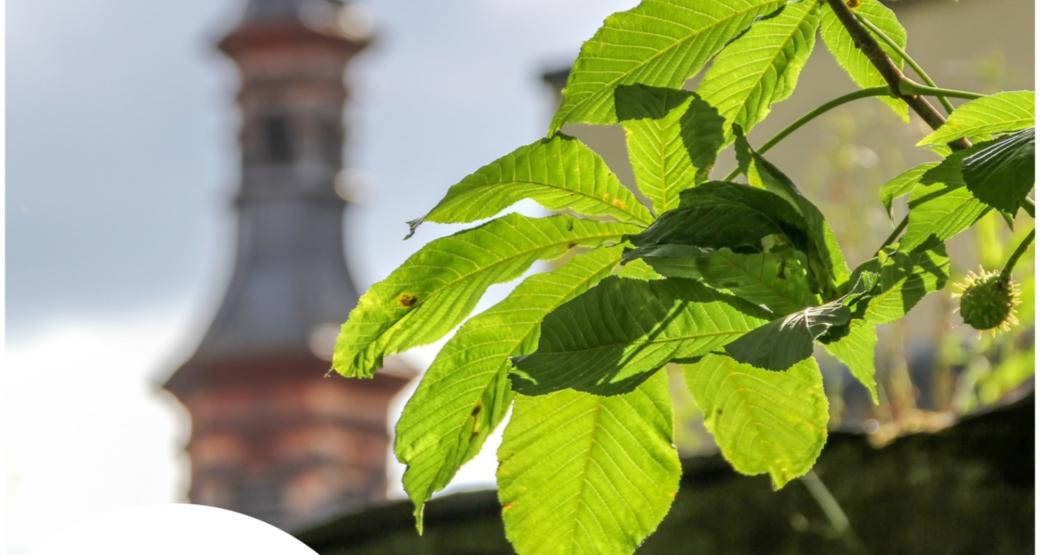 Klimaschutz rund um den Kirchturm - Die Veranstaltungsreihe geht auch in 2025 weiter!