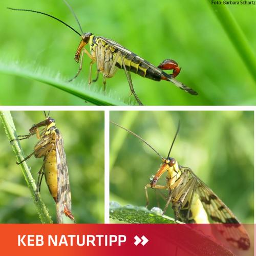 Skorpionsfliegen
