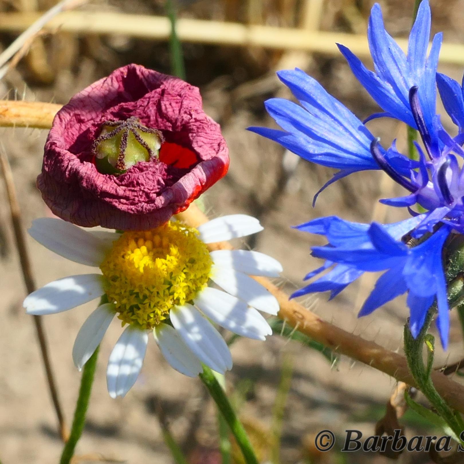 Kornblume, Kamielle und verblühender Mohn