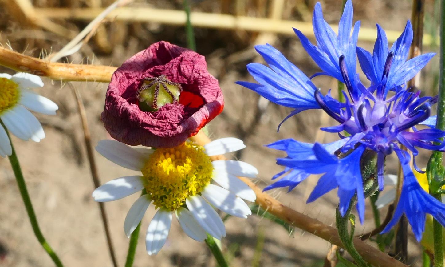 Kornblume, Kamielle und verblühender Mohn