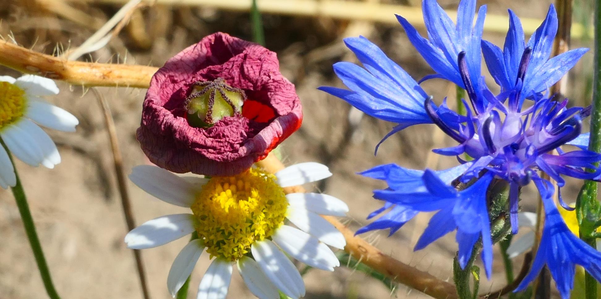 Kornblume, Kamielle und verblühender Mohn